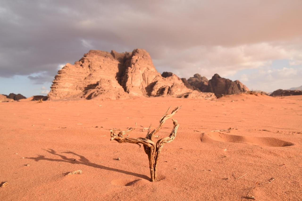 Art Camp Wadi Rum Exteriér fotografie