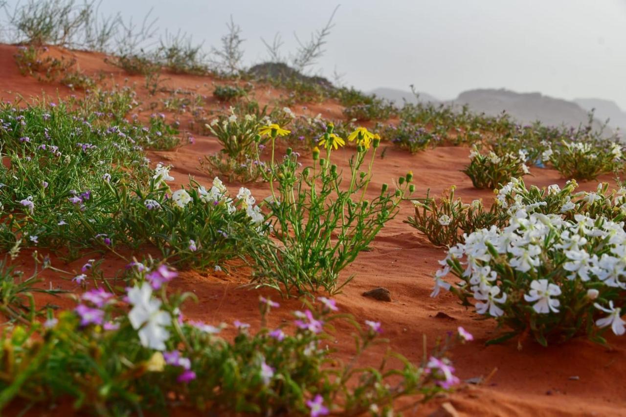 Art Camp Wadi Rum Exteriér fotografie