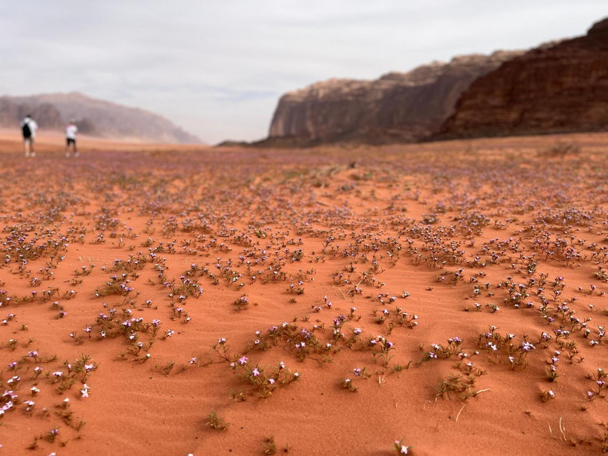 Art Camp Wadi Rum Exteriér fotografie