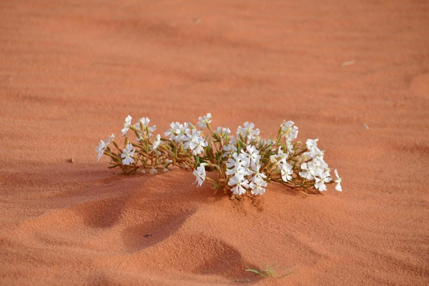 Art Camp Wadi Rum Exteriér fotografie